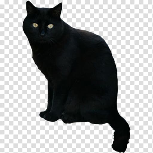 Black cat Scary Halloween Android, Cat transparent background PNG clipart