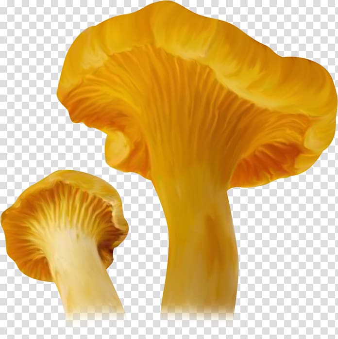 Fungus Oyster Mushroom Agaricaceae Collage, mushroom transparent background PNG clipart