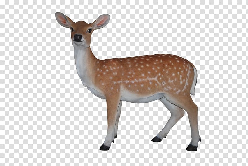 White-tailed deer Barasingha Reindeer , deer transparent background PNG clipart