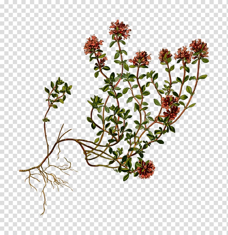 Breckland thyme Herb Garden Thyme Perennial plant, flower transparent background PNG clipart