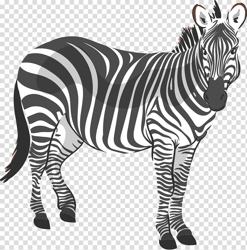 Zebra CorelDRAW illustration Computer file, zebra transparent background PNG clipart