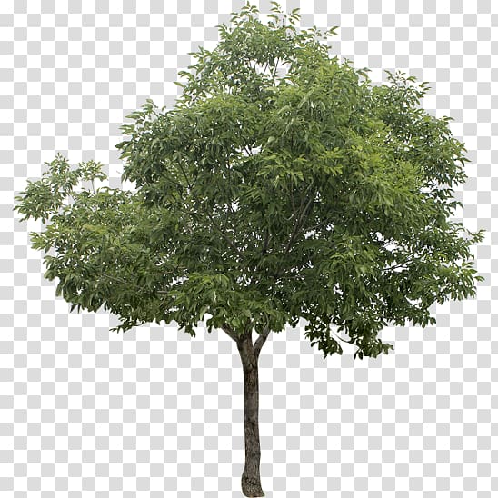 White poplar Tree , tree transparent background PNG clipart