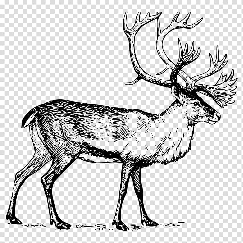 Deer Boreal woodland caribou Drawing , Hand painted big angle deer material transparent background PNG clipart