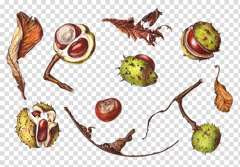 European horse-chestnut Drawing Painting Botanical illustration, painting transparent background PNG clipart