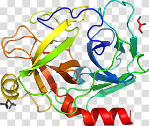 Leaf Line , Leaf transparent background PNG clipart thumbnail