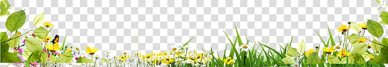 yellow and white flower field illustration, Grass Flower, Flowers in the bush transparent background PNG clipart