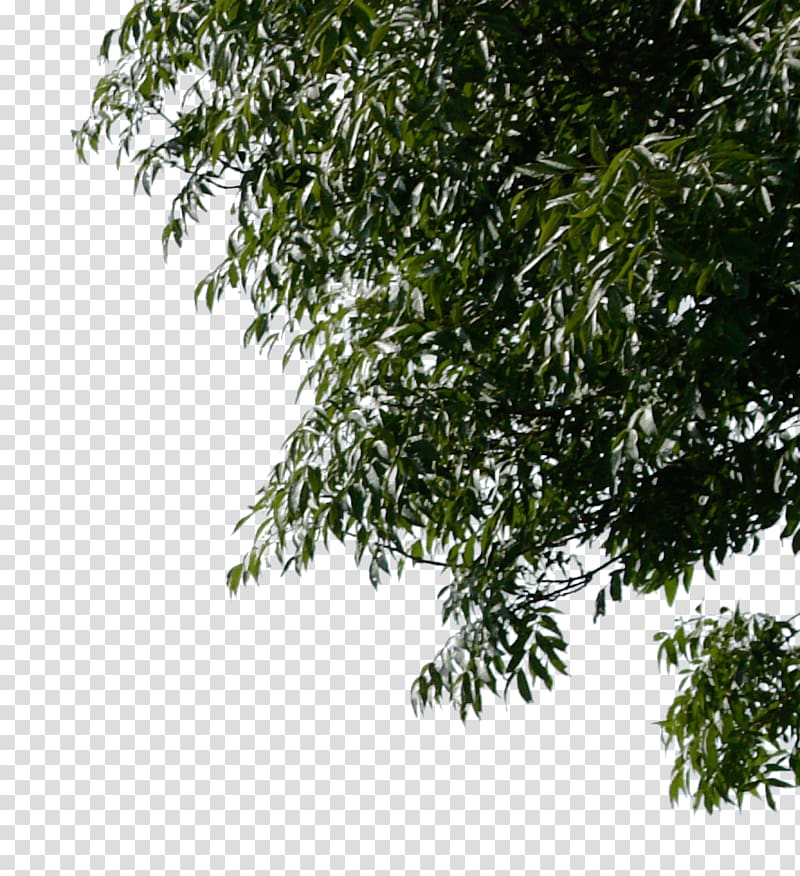 Tree Branch Desktop , christmas corner transparent background PNG clipart