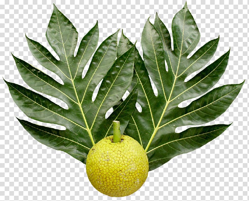Breadfruit National Tropical Botanical Garden Leaf Food, tropical leaf transparent background PNG clipart