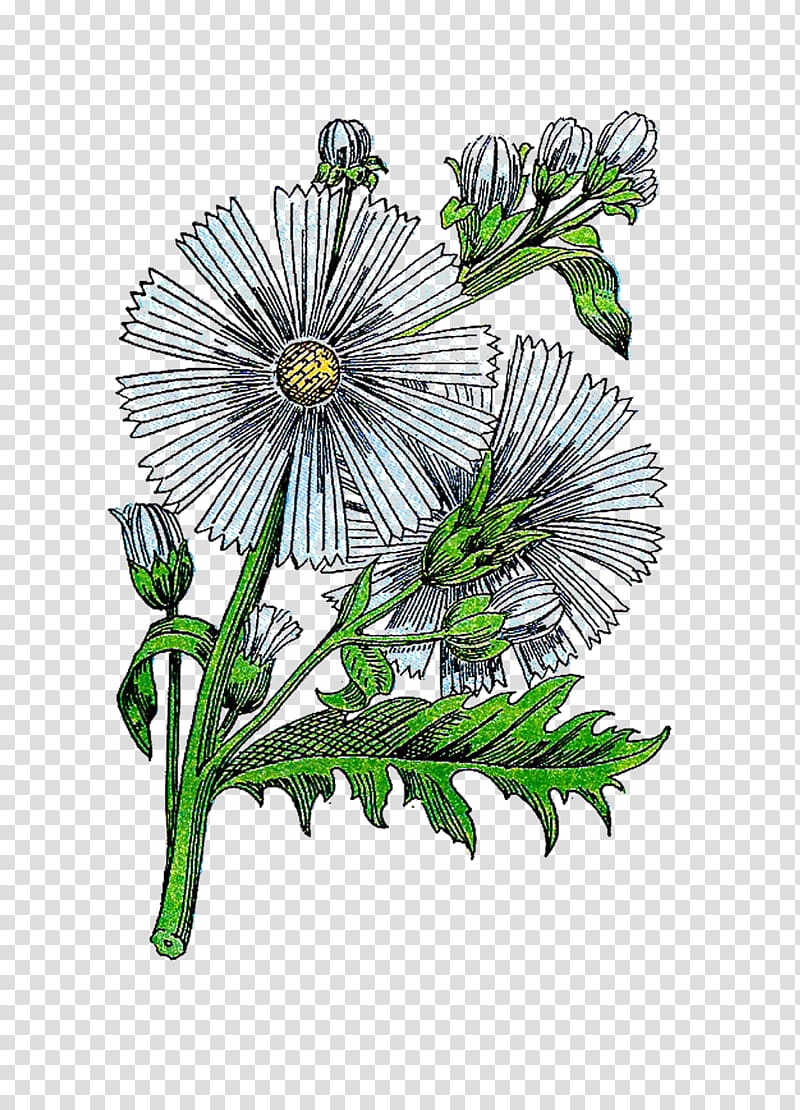 Chinese Medicinal Herbs: A Modern Edition of a Classic Sixteenth-century Manual Chrysanthemum Medicinal plants Medicine, chrysanthemum transparent background PNG clipart