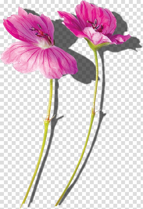 Common Hibiscus Flower Plant stem, flower transparent background PNG clipart