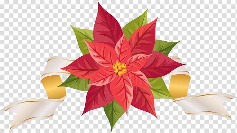 red and green flowers , Poinsettia , Poinsettia with Ribbon transparent background PNG clipart