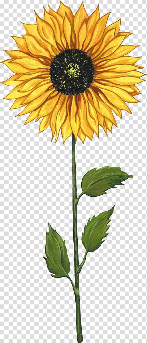 Common sunflower Sunflower seed Cartoon , Sunflower painting transparent background PNG clipart
