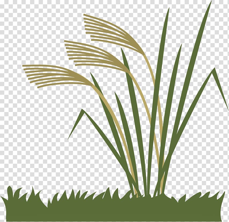 Chinese silver grass Grasses, fall season transparent background PNG clipart