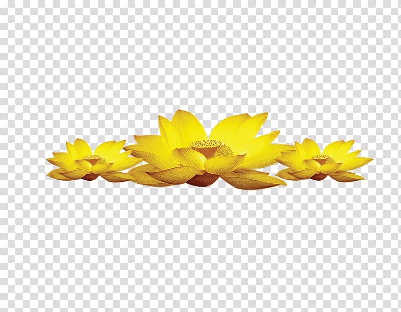 three yellow flowers , Yellow Flower Gold, Golden Lotus transparent background PNG clipart