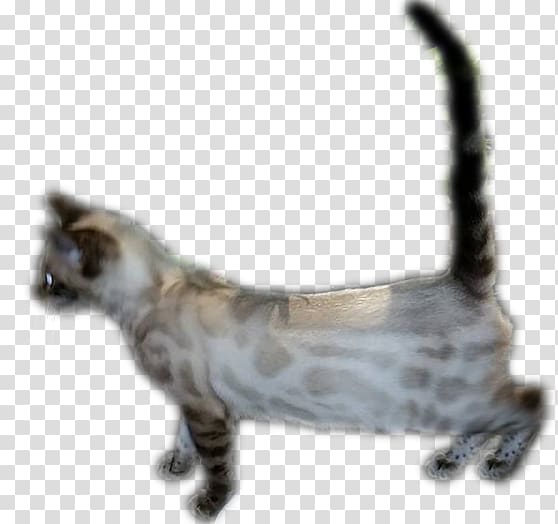 Bengal cat American Shorthair Munchkin cat Domestic short-haired cat Whiskers, love cats transparent background PNG clipart