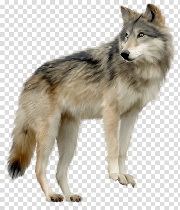 gray wolf , Wolf Looking Sideview transparent background PNG clipart
