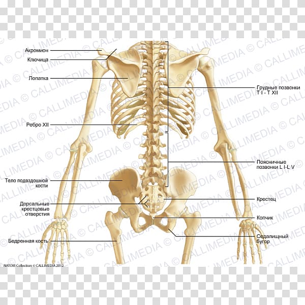 Pelvis Bone Skeleton Abdomen Anatomy, Skeleton transparent background PNG clipart