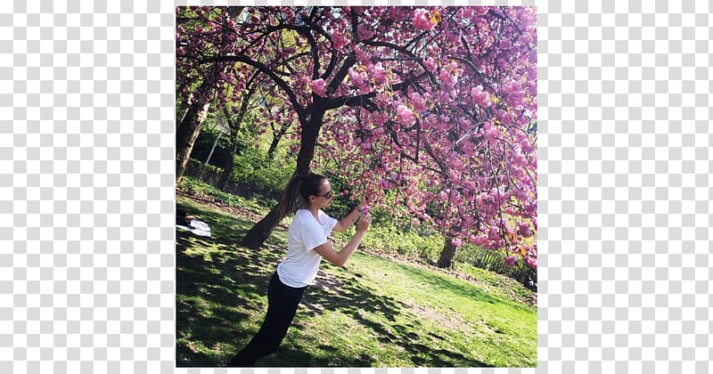 Central Park 4 May Cherry blossom Hernani, central park transparent background PNG clipart