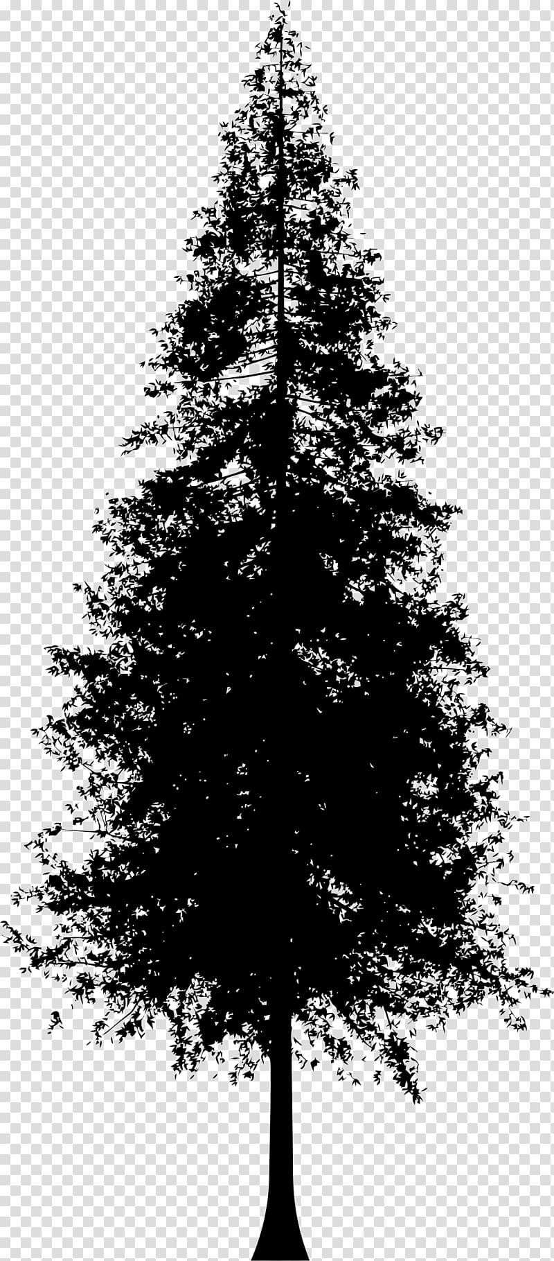 Redwoods Silhouette Coast redwood , pine tree transparent background PNG clipart