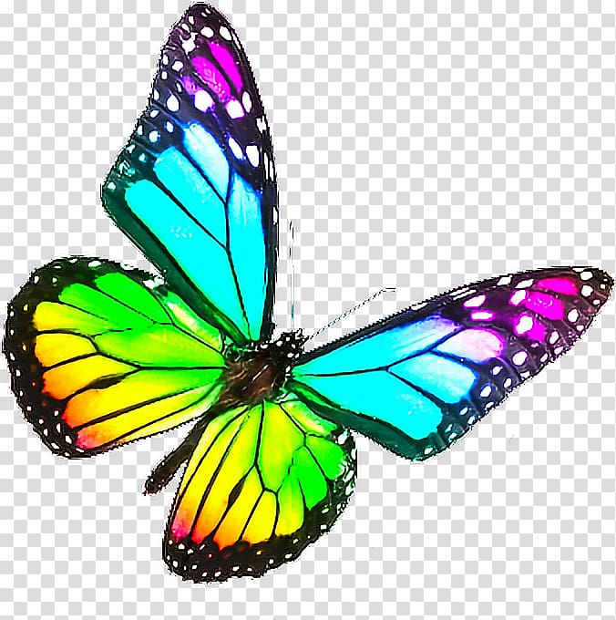 Monarch Butterfly Biosphere Reserve Rainbow Color, butterfly transparent background PNG clipart