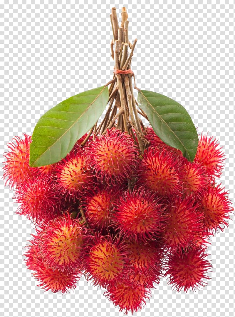 Rambutan Fruit Portable Network Graphics , THILAND transparent background PNG clipart