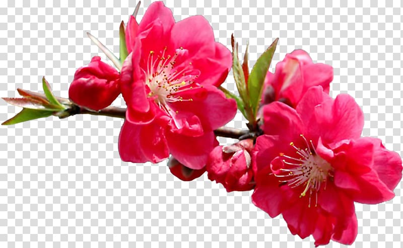 Flower Garden roses Raster graphics , camellia border transparent background PNG clipart