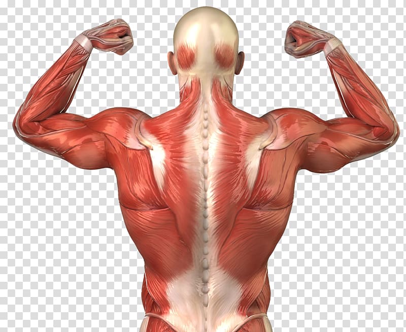 Human body Skeletal muscle Muscular system Anatomy, muscles transparent background PNG clipart