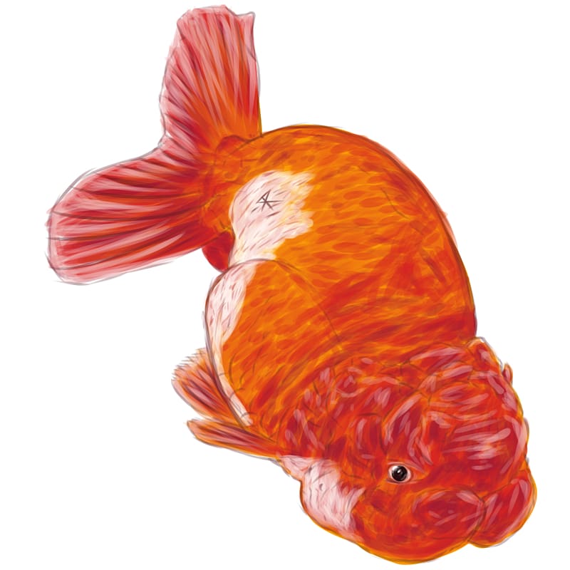 Goldfish Feeder fish Bony fishes Vertebrate, others transparent background PNG clipart