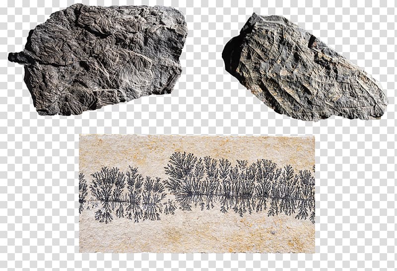 Rock Fossil Devonian Carboniferous Trilobite, Plant fossils transparent background PNG clipart