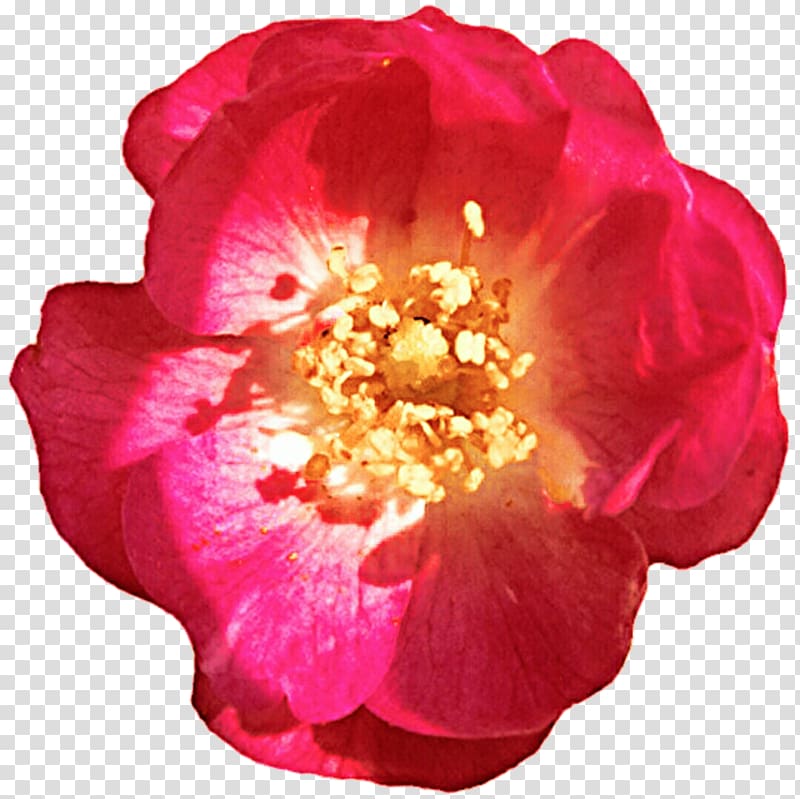 Floribunda Rosa gallica Centifolia roses Garden roses Camellia, others transparent background PNG clipart
