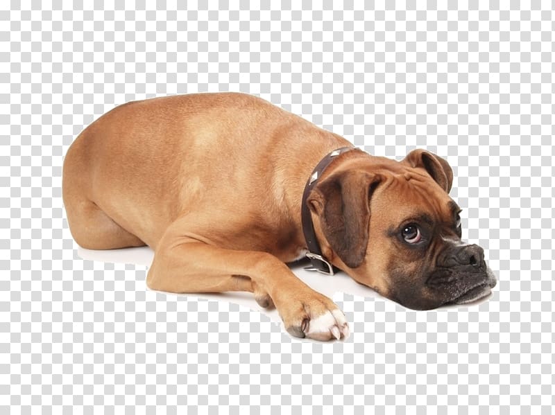 Beagle Boxer Puppy Pet Daylight saving time, Dog lying on the floor transparent background PNG clipart