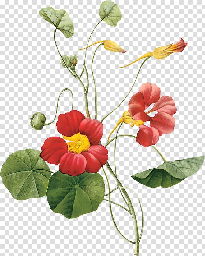 Garden Nasturtium Flower Botany, flower transparent background PNG clipart