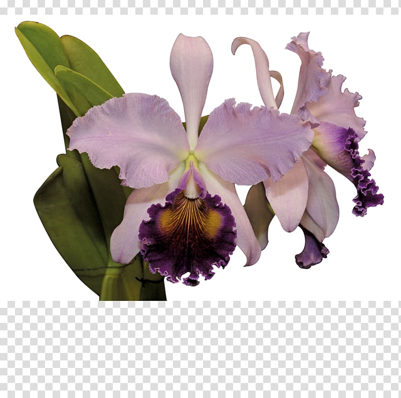 Cattleya trianae Flower Moth orchids Cooktown Orchid, cattle transparent background PNG clipart