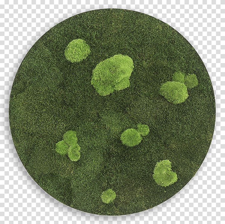 Circle Bryophyte Forest Iceland moss Sphere, circle transparent background PNG clipart