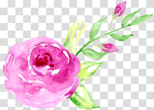 pink rose painting, Floral design Beach rose Pink Watercolor painting, Hand-painted watercolor roses decorative elements transparent background PNG clipart thumbnail