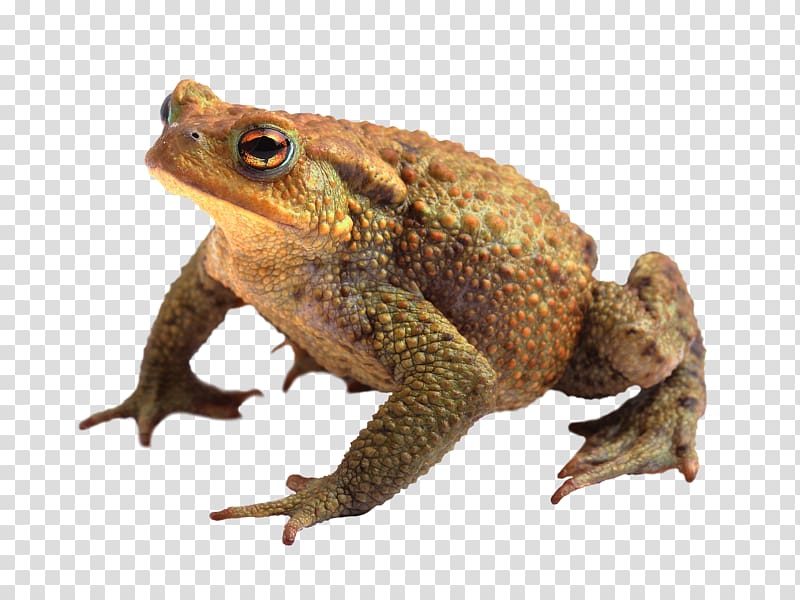 Frog .xchng i, frog transparent background PNG clipart