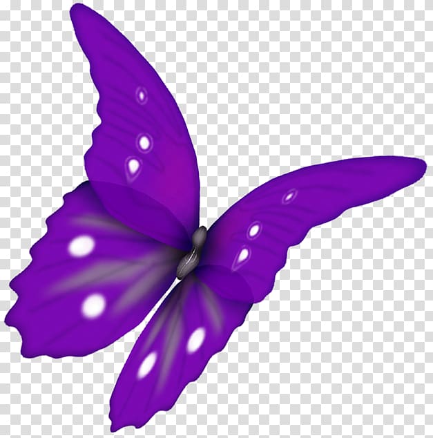 Butterfly Papillon dog , butterfly transparent background PNG clipart