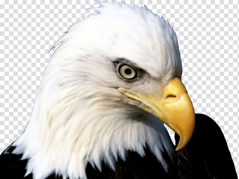 Bald Eagle Bird of prey White-tailed Eagle, eagle transparent background PNG clipart