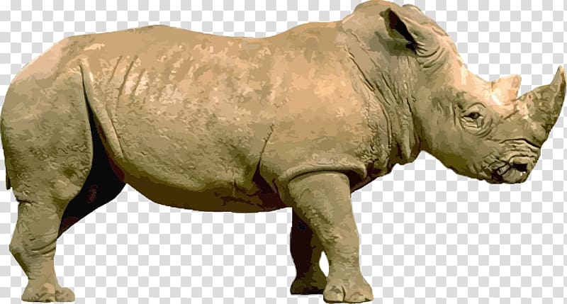 Rhinoceros illustration Illustration, Rhino transparent background PNG clipart