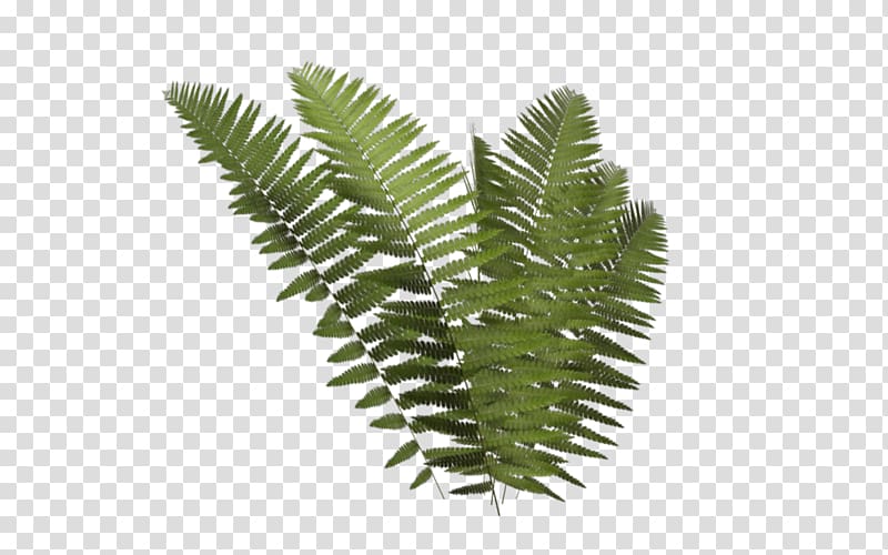 green fern leaves, Leptosporangiate fern Plant , Fern Frond transparent background PNG clipart