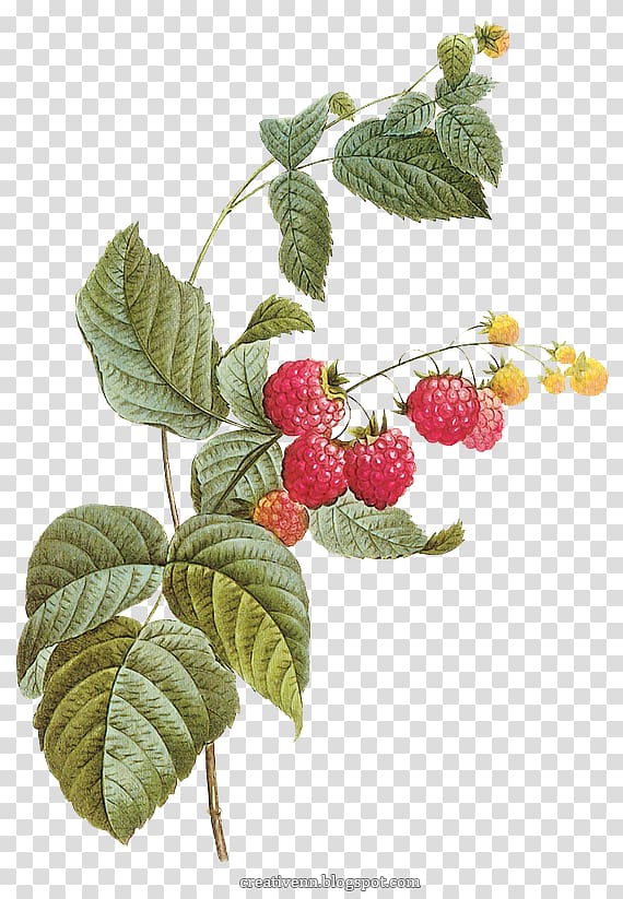 Red raspberry , raspberry transparent background PNG clipart