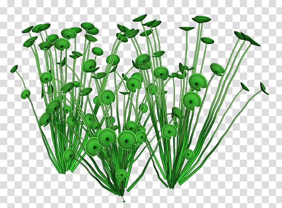 Leaf vegetable Herb Flowerpot Plant stem, ocean plants transparent background PNG clipart