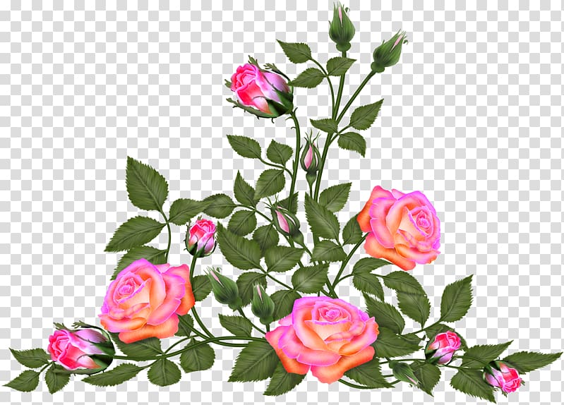 Garden roses Cabbage rose Cut flowers Floral design, flower transparent background PNG clipart