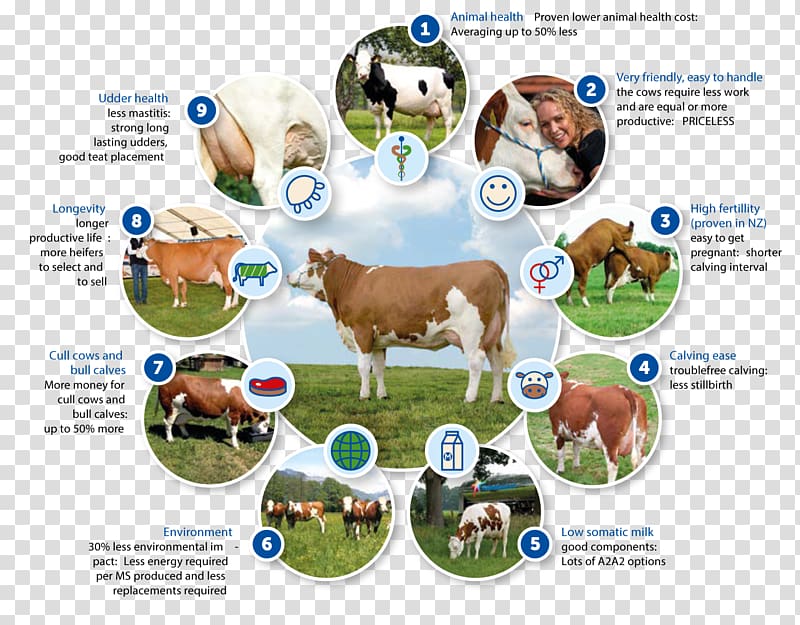 Simmental cattle Genetics Breeding program Food, calf transparent background PNG clipart