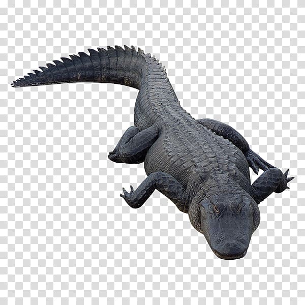 Crocodile Alligator Reptile, crocodile transparent background PNG clipart