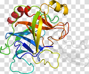 Leaf Line art , Leaf transparent background PNG clipart thumbnail