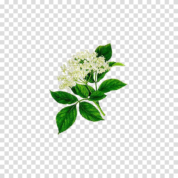 Elder Herbalism Medicinal plants Flower, sambucus nigra transparent background PNG clipart