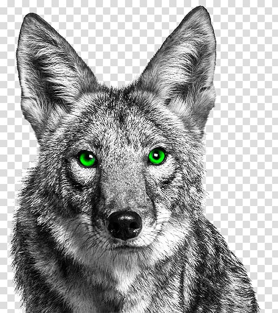 Urban coyote Dog Raccoon Cat, coyotehd transparent background PNG clipart