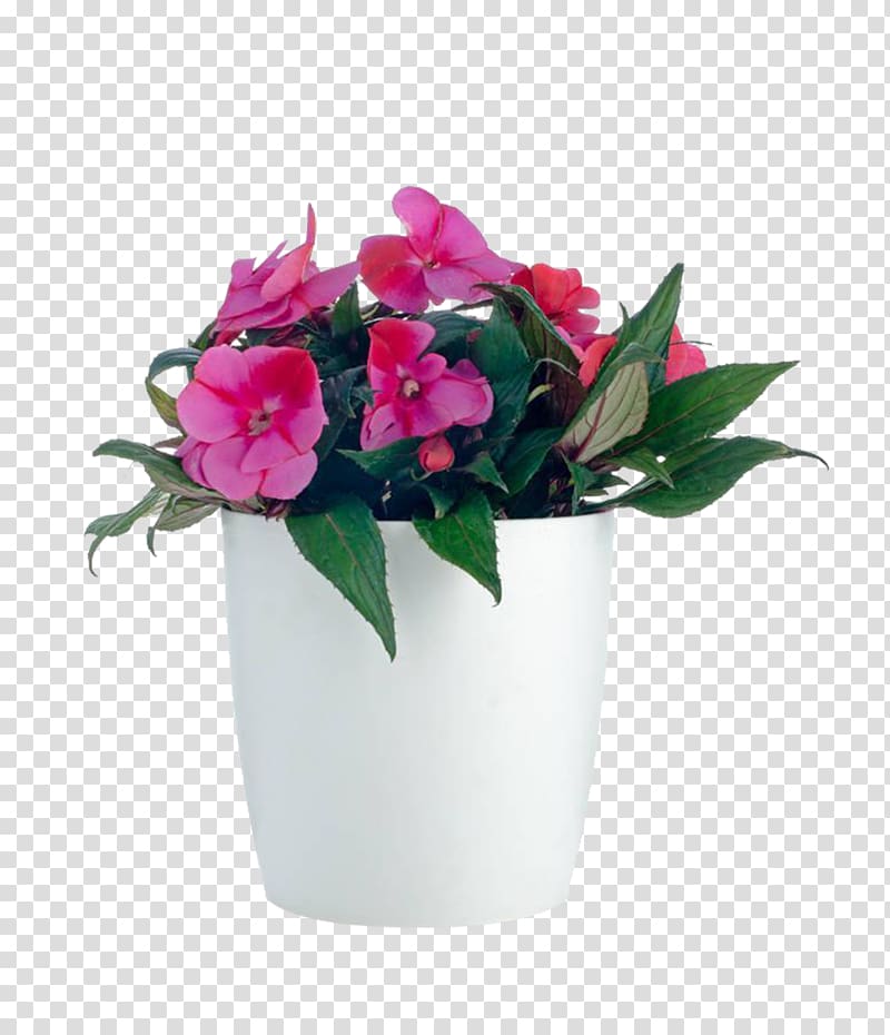 Impatiens balsamina Impatiens walleriana Houseplant Flower, A potted plant; Impatiens transparent background PNG clipart