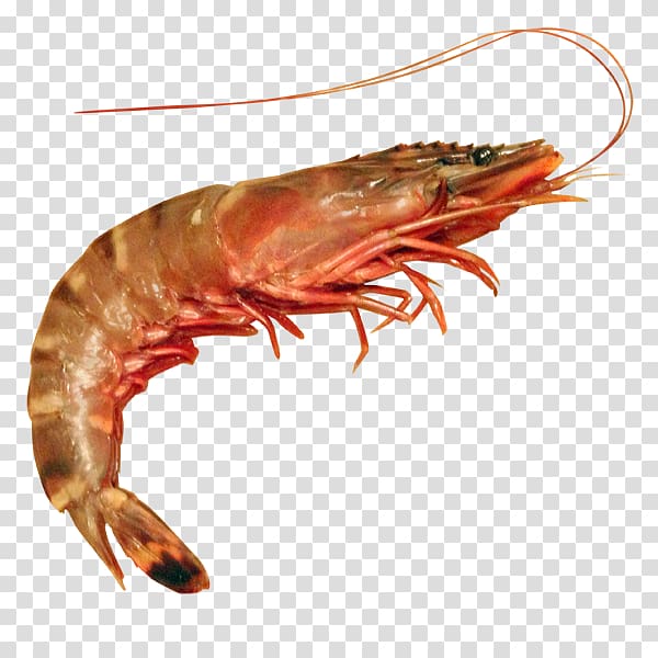 Prawn cocktail Whiteleg shrimp Giant tiger prawn, Shrimp transparent background PNG clipart